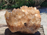 Natural XXL Rare Clear Champagne Citrine Quartz Cluster x 1 From Luena, Congo