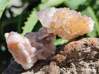 Natural Limonite Fairy Spirit Quartz Crystals x 70 From Boekenhouthoek, South Africa