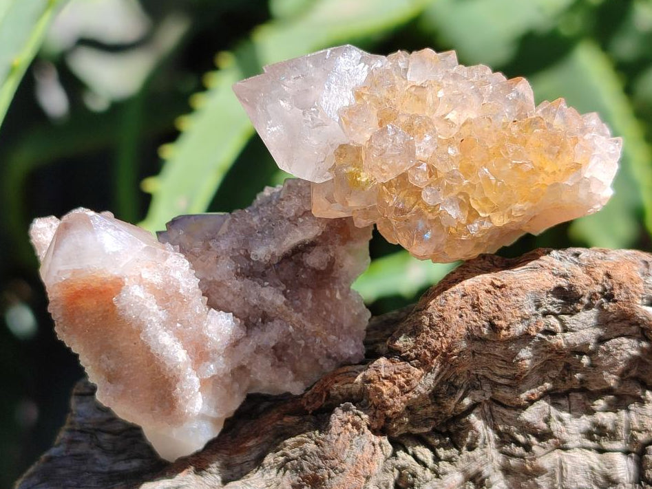 Natural Limonite Fairy Spirit Quartz Crystals x 70 From Boekenhouthoek, South Africa