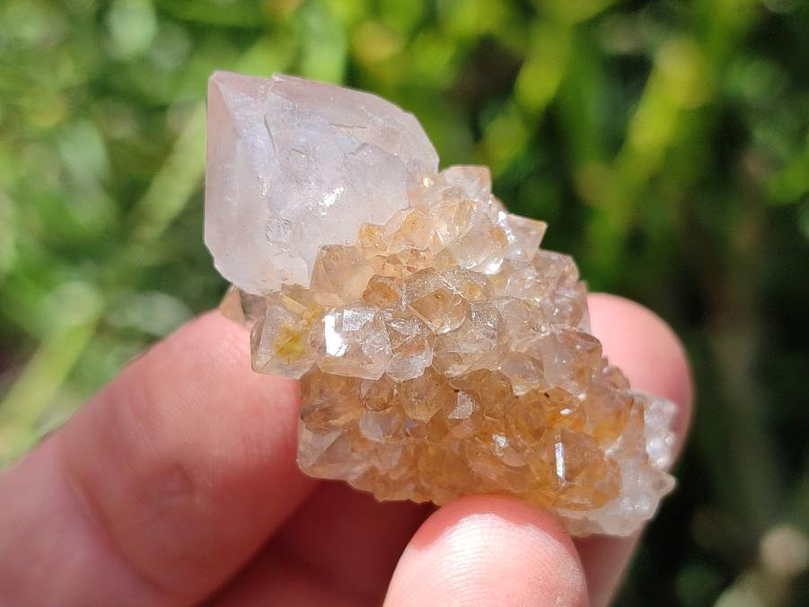 Natural Limonite Fairy Spirit Quartz Crystals x 70 From Boekenhouthoek, South Africa