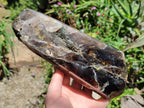 Polished On One Side Smokey Marion Quartz Crystals x 2 From Zomba, Malawi