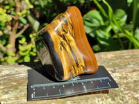Polished Golden Jumbo Tigers Eye Free Forms x 6 From Prieska, South Africa