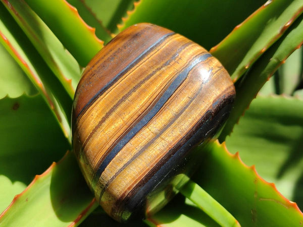 Polished Golden Jumbo Tigers Eye Free Forms x 6 From Prieska, South Africa