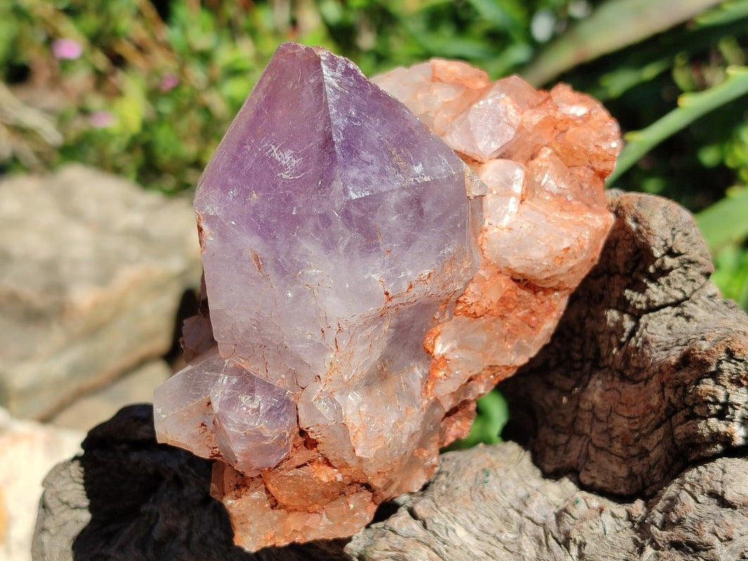 Natural Jacaranda Amethyst Crystal Clusters x 6 From Mumbwa, Zambia