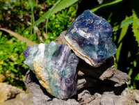 Natural Watermelon Fluorite Cobbed Specimens x 12 From Uis, Namibia