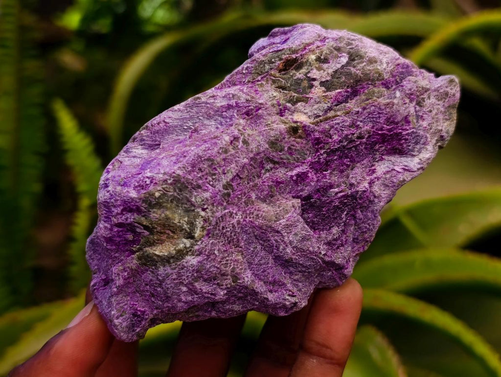 Natural Stichtite Cobbed Specimens x 6 From Barberton, South Africa