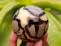 Polished Septerye Spheres x 5 From Mahajanga, Madagascar