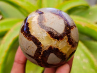Polished Septerye Spheres x 5 From Mahajanga, Madagascar