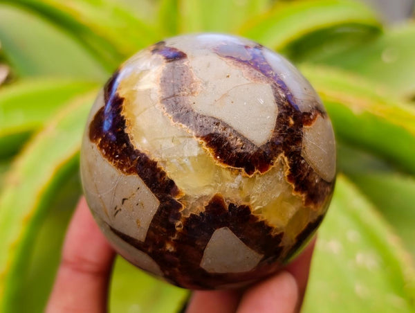 Polished Septerye Spheres x 5 From Mahajanga, Madagascar