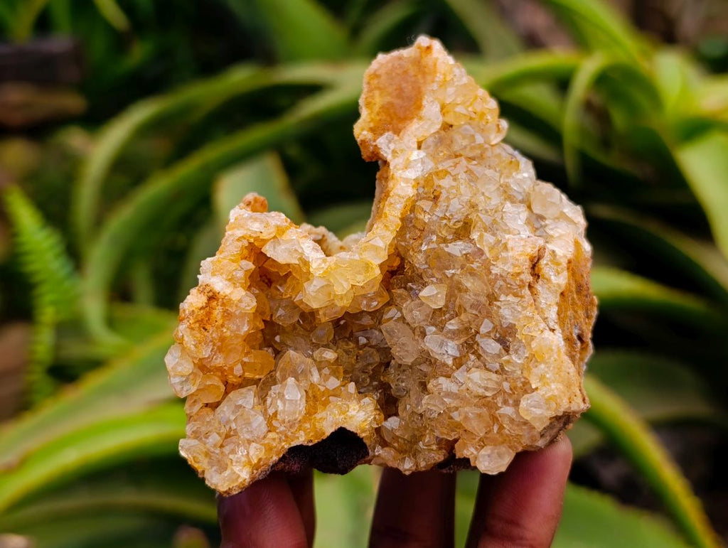 Natural Golden Limonite Quartz Clusters x 6 From Solwezi Zambia
