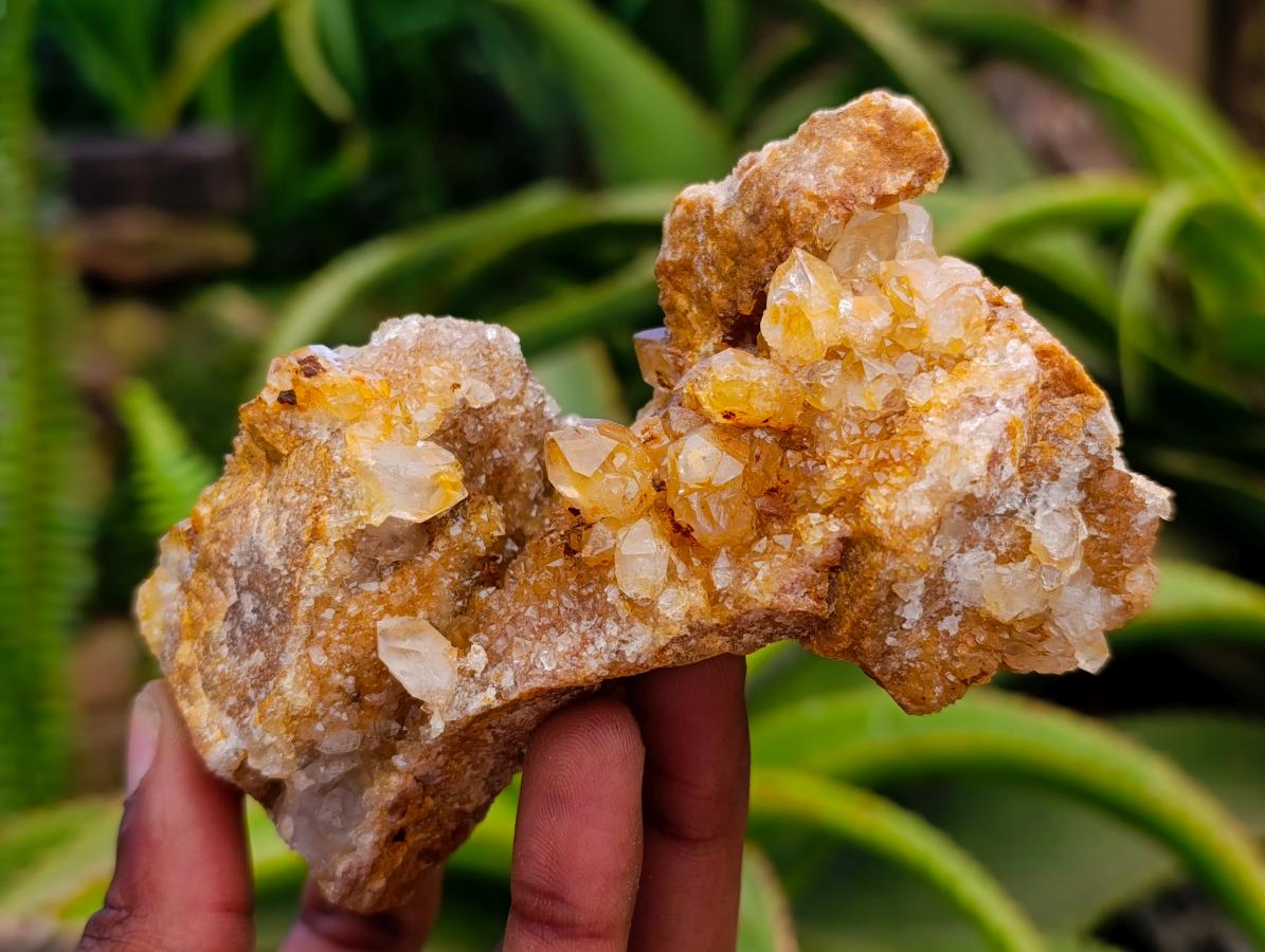 Natural Golden Limonite Quartz Clusters x 6 From Solwezi Zambia
