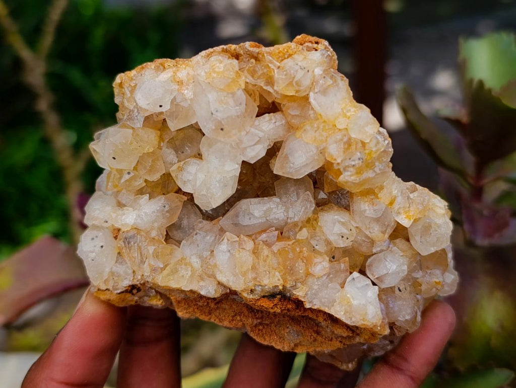 Natural Golden Limonite Quartz Clusters x 6 From Solwezi Zambia