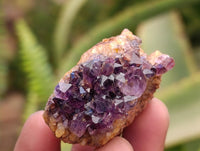 Natural Amethystos Amethyst Cluster Plates x 70 From Kwaggafontein, South Africa