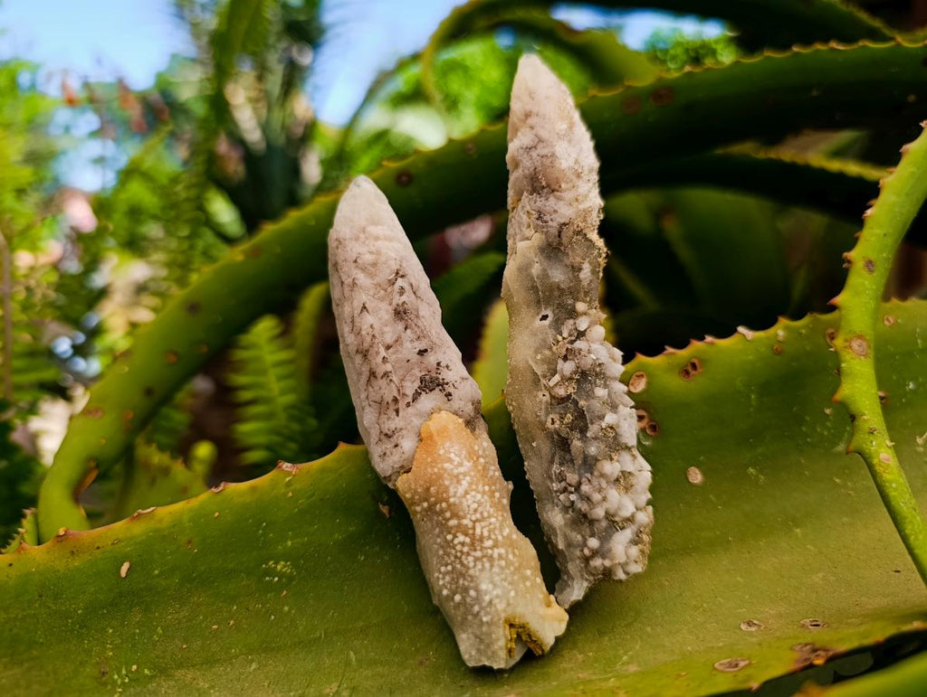 Natural Drusy Quartz Coated Spearhead Calcite Specimens x 12 From Albert's Mountain, Lesotho