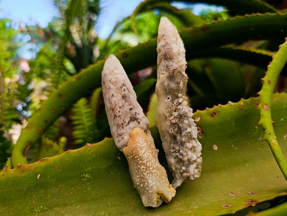 Natural Drusy Quartz Coated Spearhead Calcite Specimens x 12 From Albert's Mountain, Lesotho
