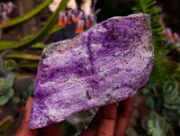 Natural Stichtite Cobbed Specimens x 3 From Barberton, South Africa