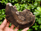Polished On One Side Petrified Wood Branch Slices x 7 From Gokwe, Zimbabwe