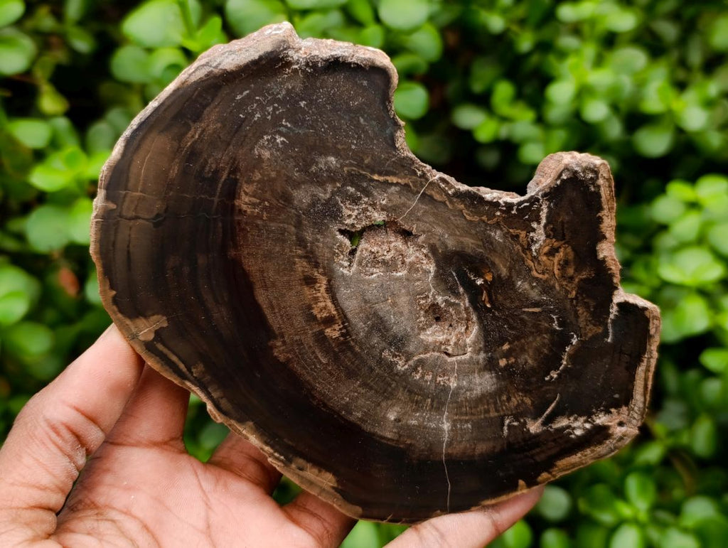 Polished On One Side Petrified Wood Branch Slices x 7 From Gokwe, Zimbabwe