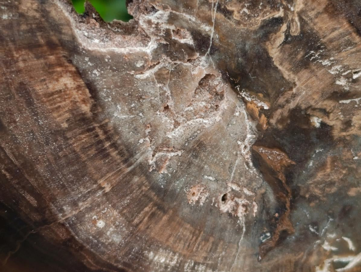 Polished On One Side Petrified Wood Branch Slices x 7 From Gokwe, Zimbabwe