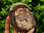Polished On One Side Petrified Wood Branch Slices x 7 From Gokwe, Zimbabwe