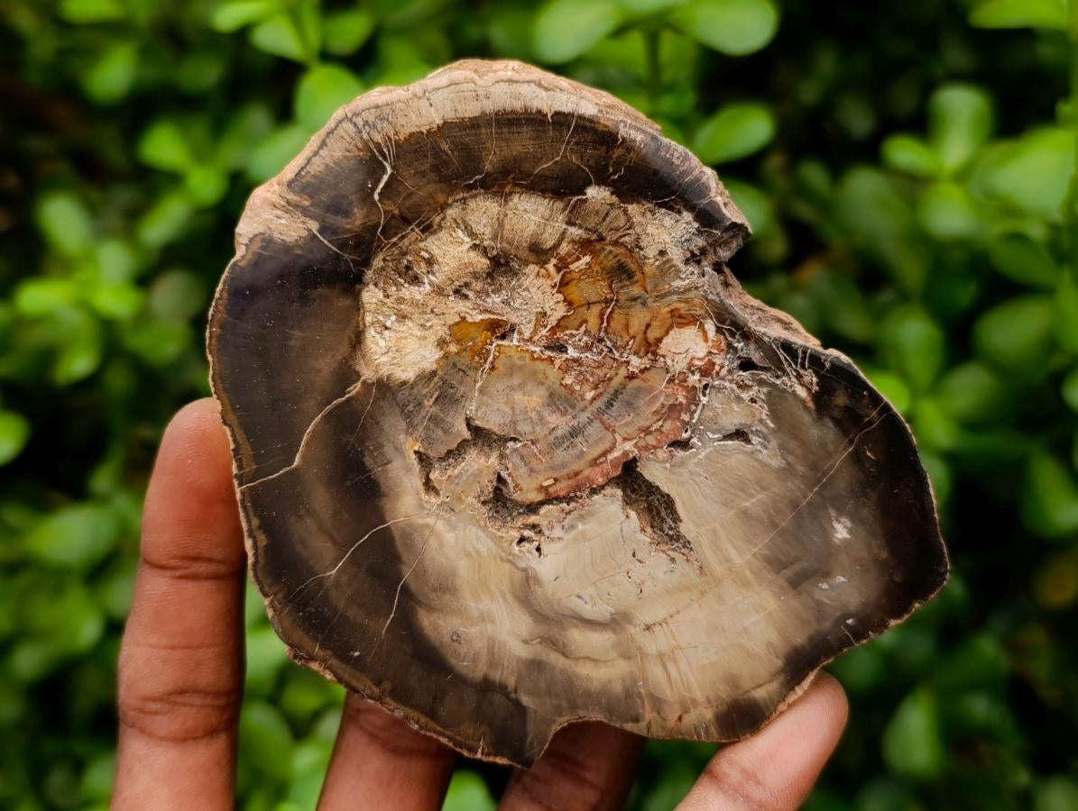 Polished On One Side Petrified Wood Branch Slices x 7 From Gokwe, Zimbabwe