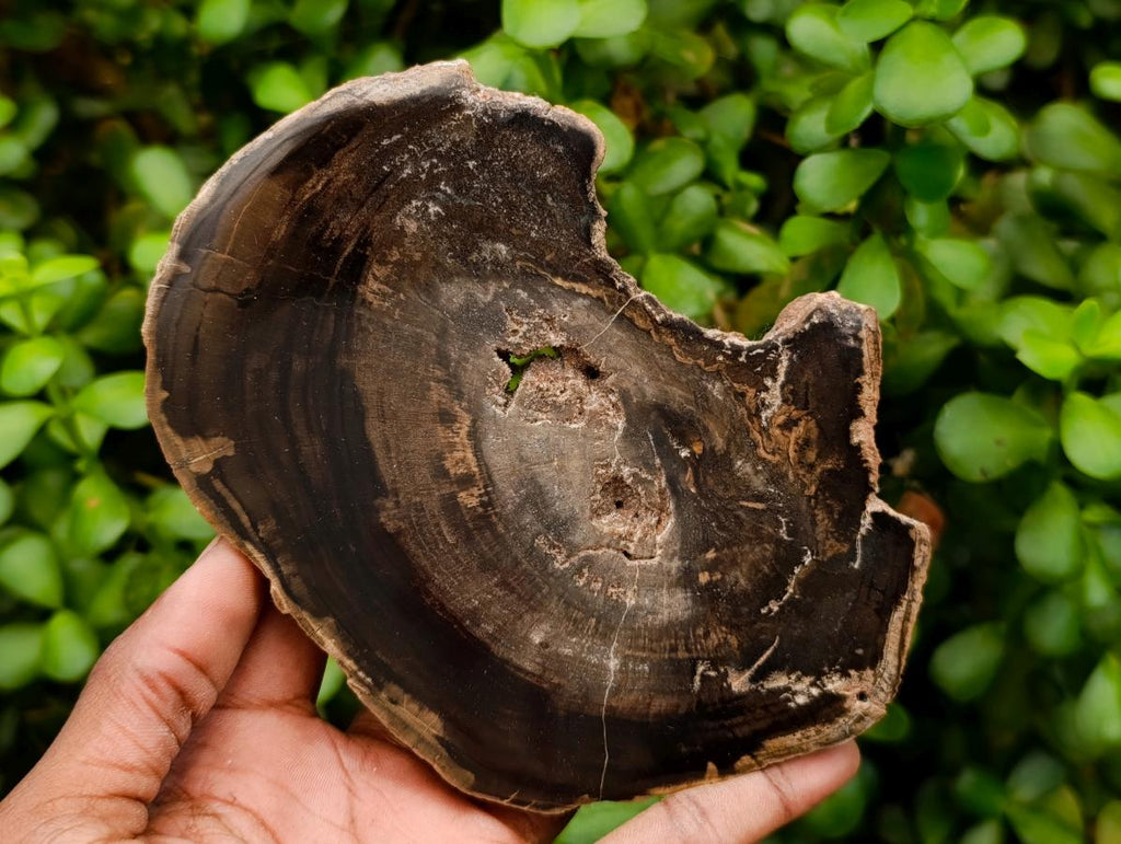 Polished On One Side Petrified Wood Branch Slices x 7 From Gokwe, Zimbabwe