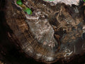 Polished On One Side Petrified Wood Branch Slices x 7 From Gokwe, Zimbabwe