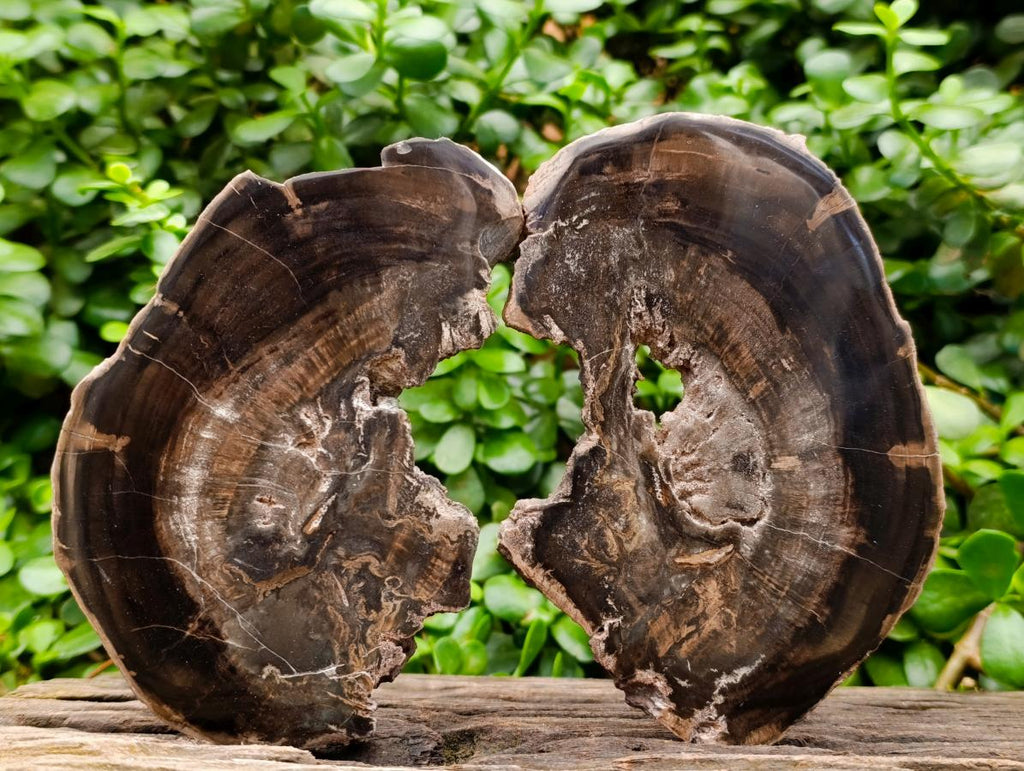 Polished On One Side Petrified Wood Branch Slices x 7 From Gokwe, Zimbabwe