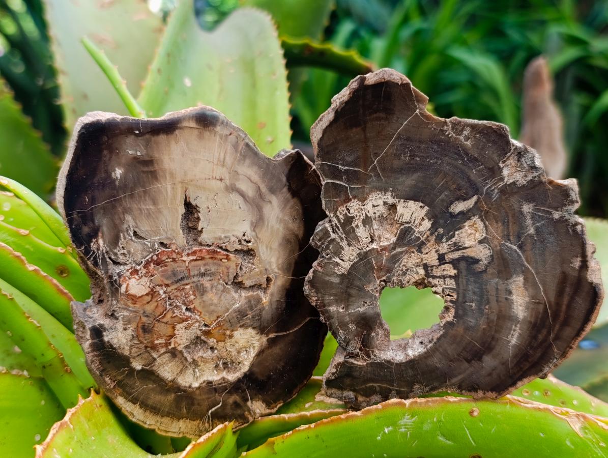 Polished On One Side Petrified Wood Branch Slices x 7 From Gokwe, Zimbabwe