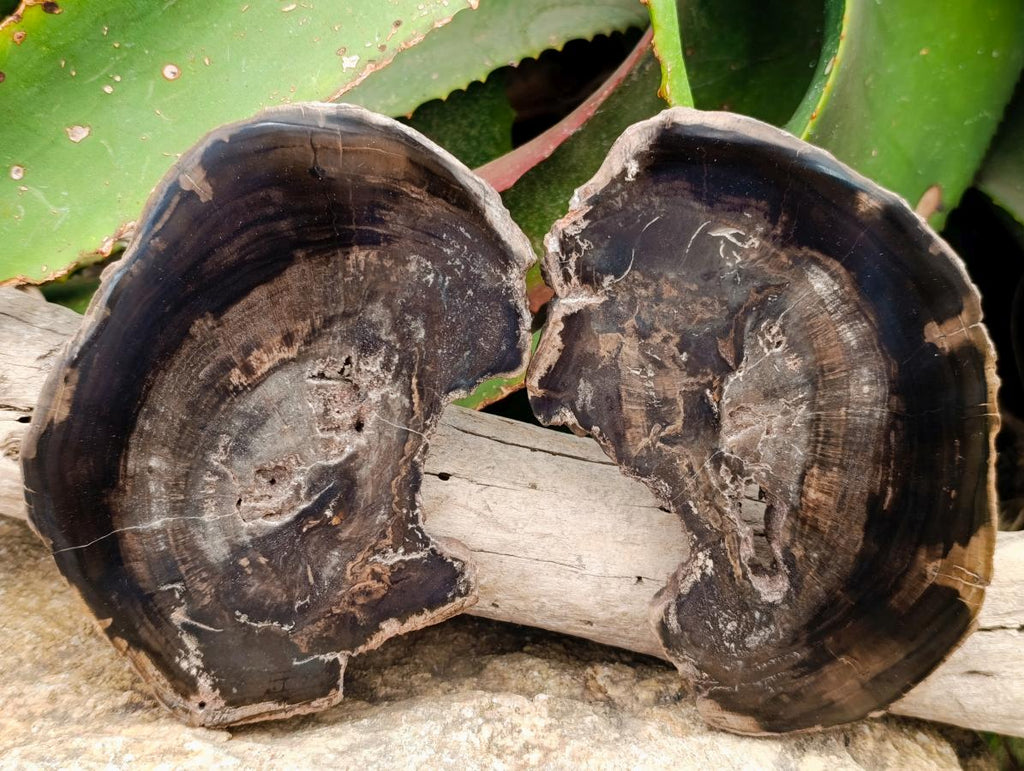 Polished On One Side Petrified Wood Branch Slices x 7 From Gokwe, Zimbabwe