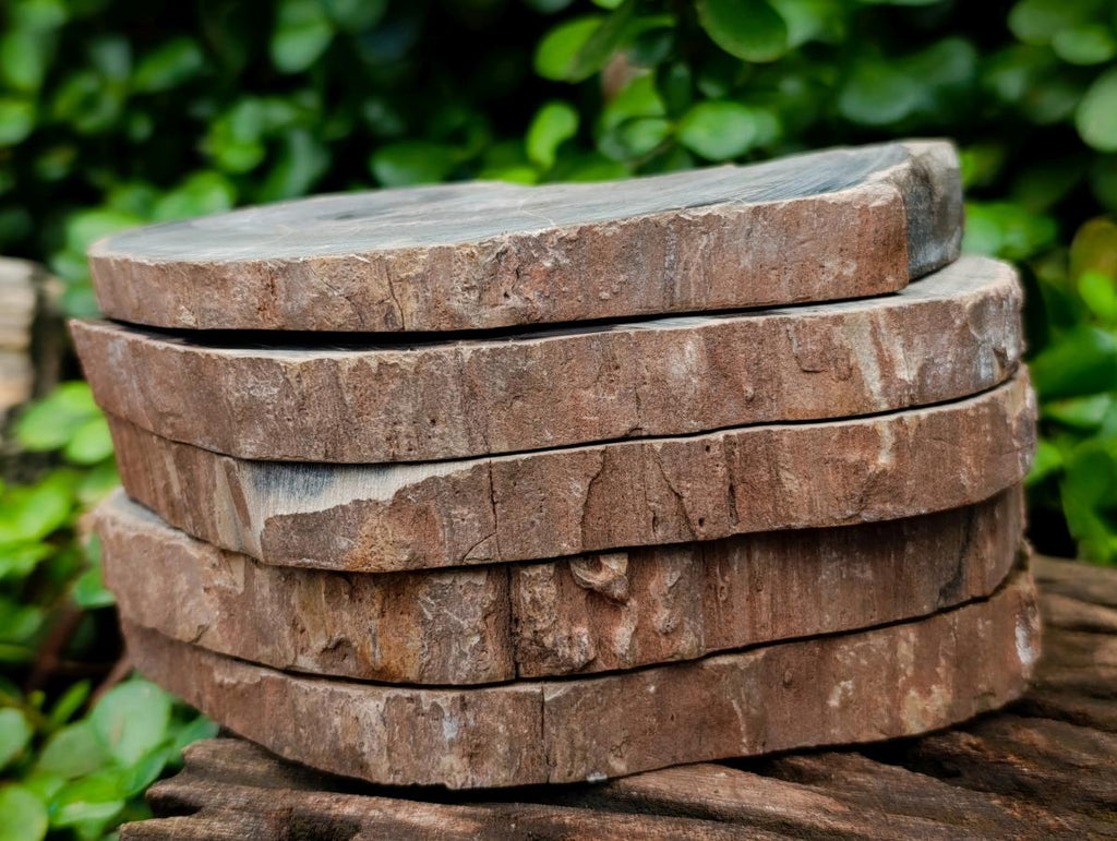 Polished On One Side Petrified Wood Branch Slices x 7 From Gokwe, Zimbabwe