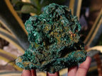 Natural Silky Malachite Specimens x 7 From Kasompe, Congo