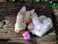 Natural White And Lilac Cactus Flower Spirit Clusters x 2 From Boekenhouthoek, South Africa