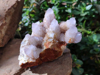 Natural White And Lilac Cactus Flower Spirit Clusters x 2 From Boekenhouthoek, South Africa