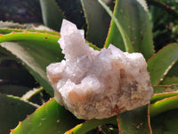 Natural White And Lilac Cactus Flower Spirit Clusters x 2 From Boekenhouthoek, South Africa