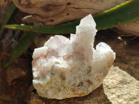 Natural White And Lilac Cactus Flower Spirit Clusters x 2 From Boekenhouthoek, South Africa