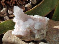 Natural White And Lilac Cactus Flower Spirit Clusters x 2 From Boekenhouthoek, South Africa