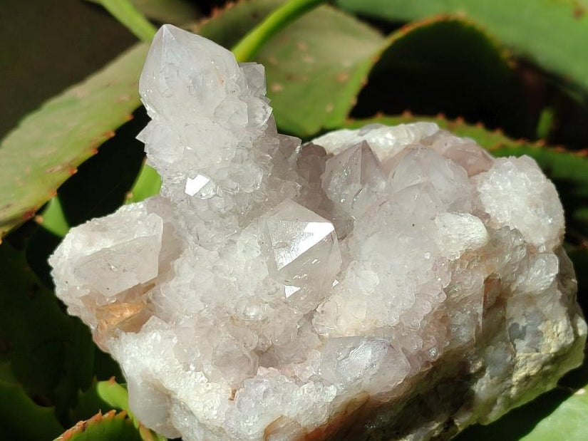 Natural White And Lilac Cactus Flower Spirit Clusters x 2 From Boekenhouthoek, South Africa