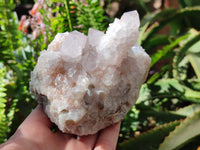 Natural White And Lilac Cactus Flower Spirit Clusters x 2 From Boekenhouthoek, South Africa
