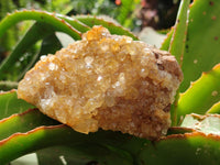 Natural Golden Limonite Quartz Clusters x 6 From Solwezi Zambia