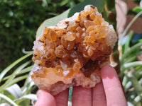 Natural Golden Limonite Quartz Clusters x 6 From Solwezi Zambia