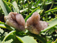 Natural Sunburst Amethyst Spirit Clusters x 20 From Boekenhouthoek, South Africa