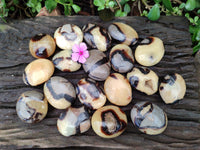 Polished Septerye Galets x 20 From Mahajanga, Madagascar