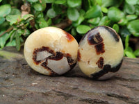 Polished Septerye Galets x 20 From Mahajanga, Madagascar