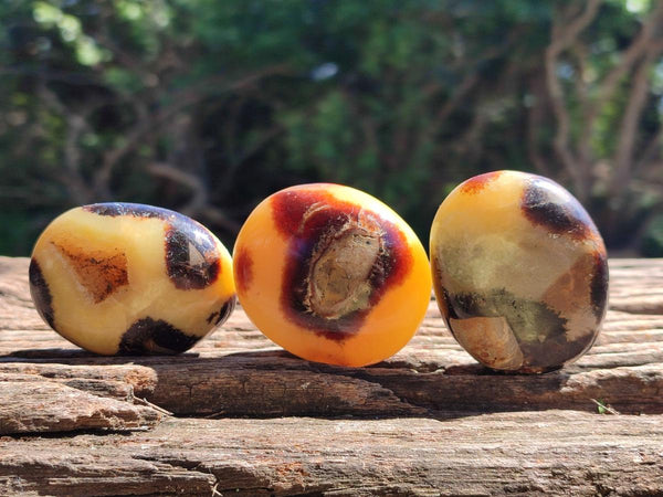 Polished Septerye Galets x 20 From Mahajanga, Madagascar