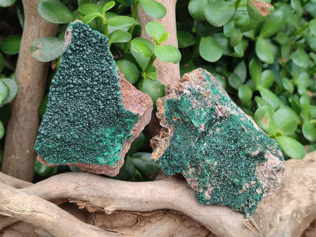 Natural Crystalline Malachite Specimens x 12 From Tenke Fungurume, Congo