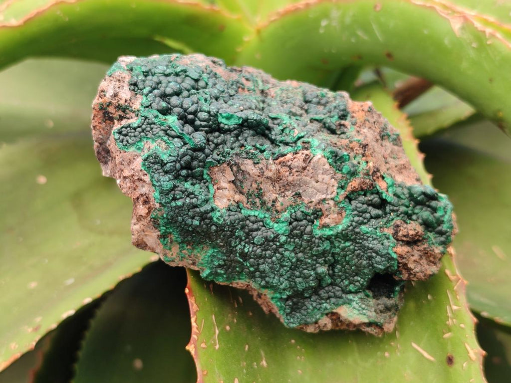 Natural Crystalline Malachite Specimens x 12 From Tenke Fungurume, Congo