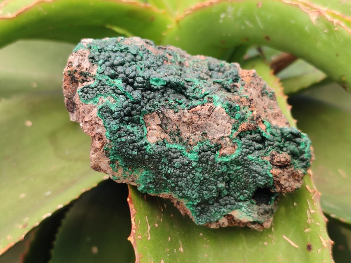 Natural Crystalline Malachite Specimens x 12 From Tenke Fungurume, Congo