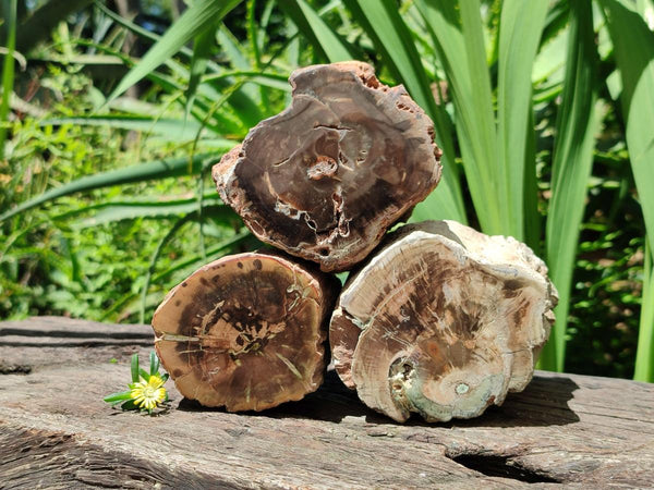 Polished On One Side Petrified Wood Branches x 3 From Gokwe, Zimbabwe