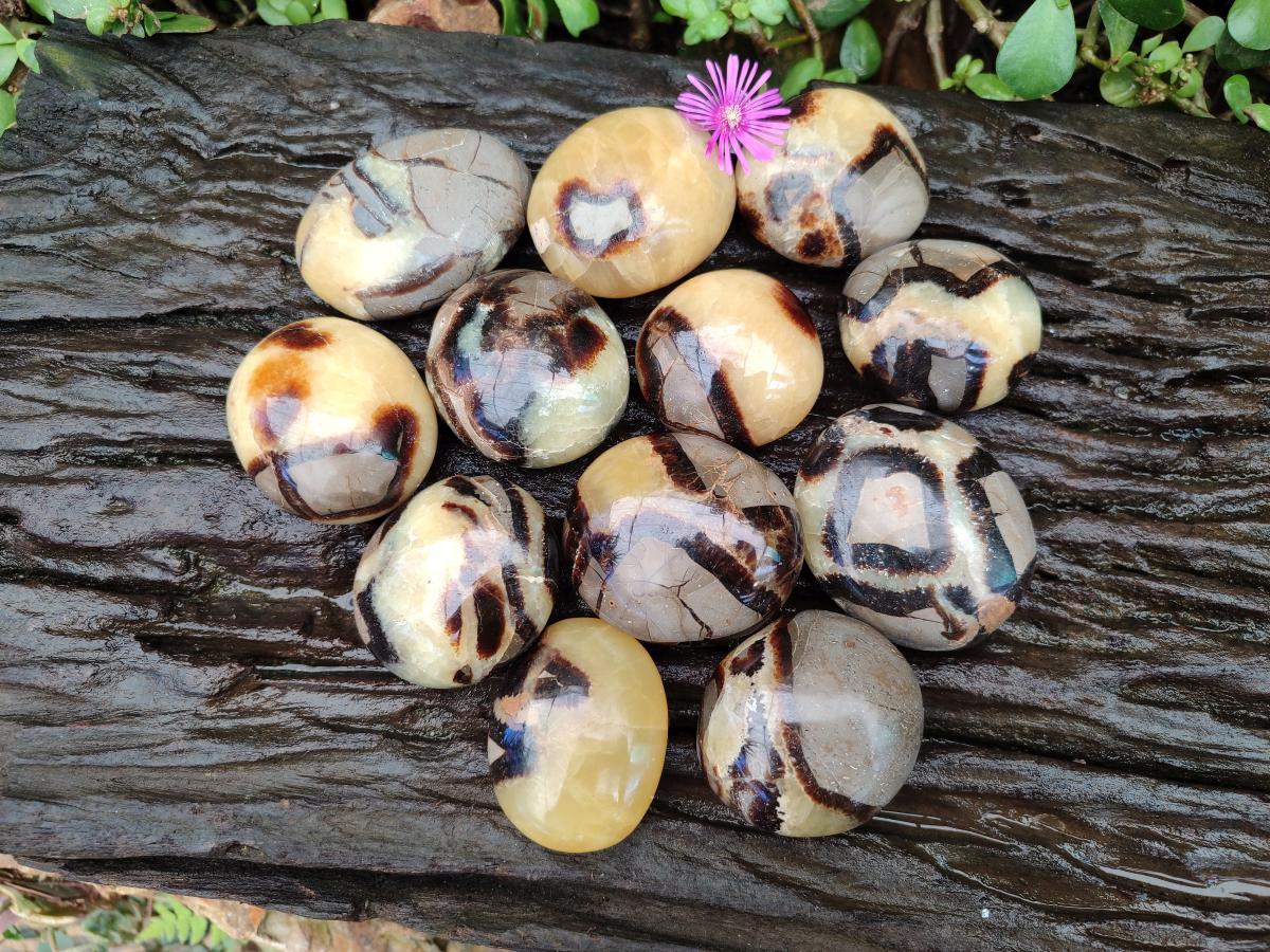 Polished Septerye Galets x 12 From Mahajanga, Madagascar